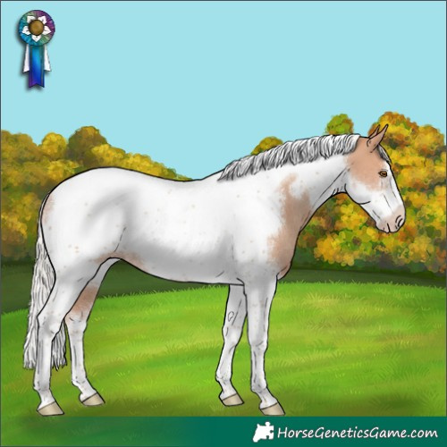 Horse Color:Silver Classic Champagne Tobiano Frame Rabicano