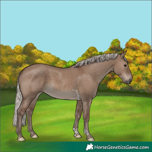 Horse Color:Silver Grullo Tobiano