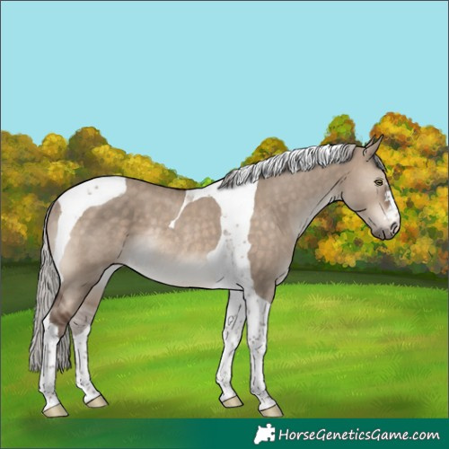 Horse Color:Silver Brown Dun Tobiano Rabicano 