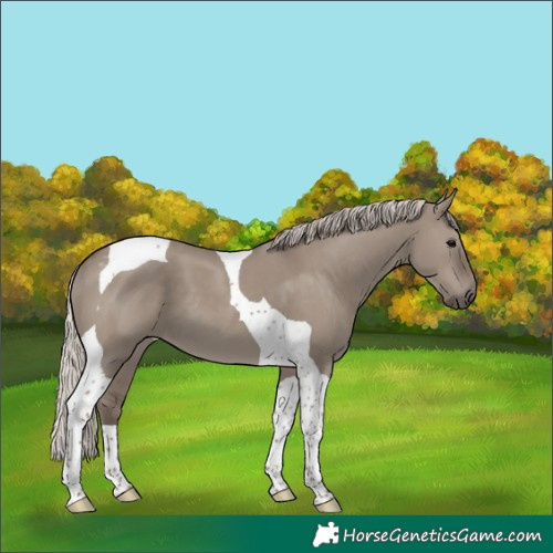 Horse Color:Silver Grullo Tobiano 