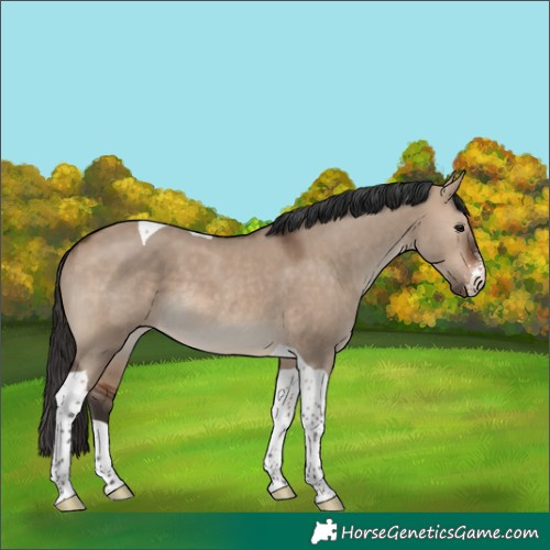 Horse Color:Brown Dun Sabino Tobiano