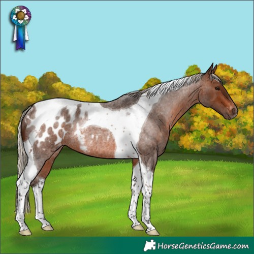 Horse Color:Gray Silver Bay Roan Tobiano Blanket Rabicano