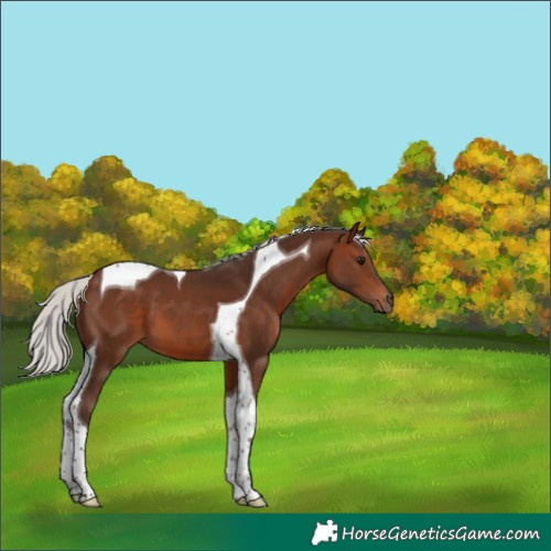 Horse Color:Silver Brown Tobiano 