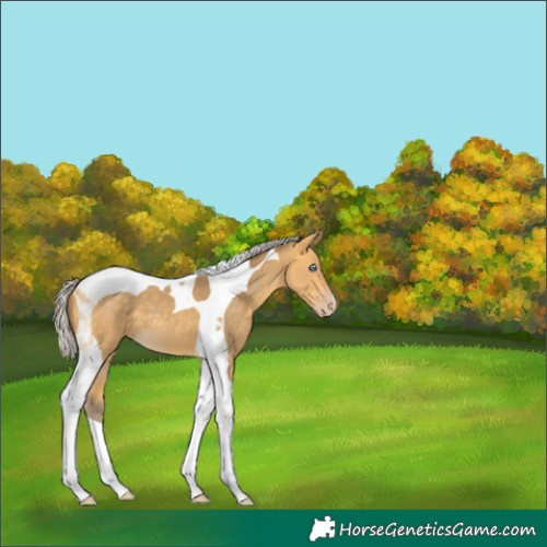 Horse Color:Silver Amber Cream Champagne Tobiano
