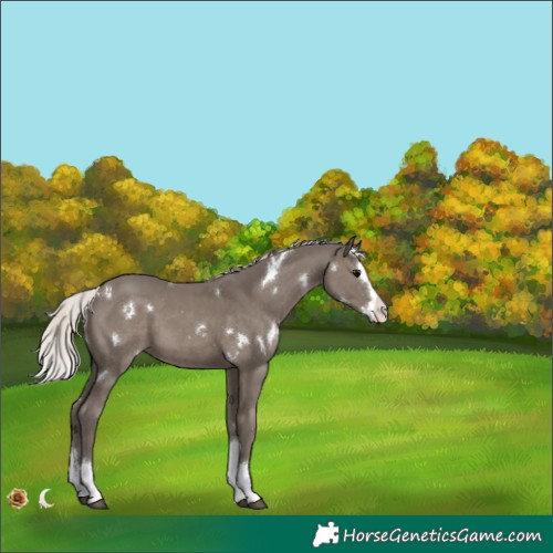 Horse Color:White Spotted Silver Black Splash 