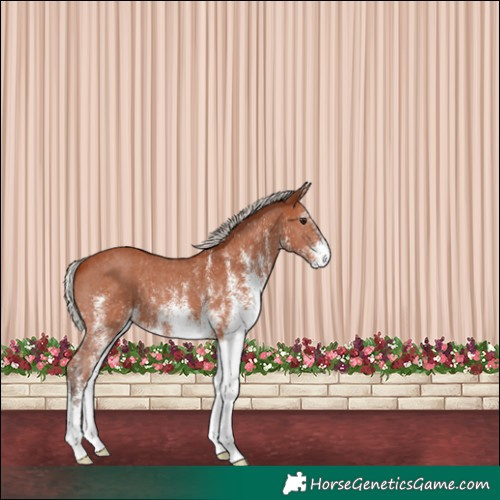 Horse Color:White Spotted Silver Bay