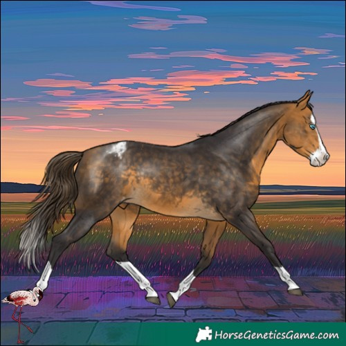Horse Color:Buckskin Splash Varnish Rabicano