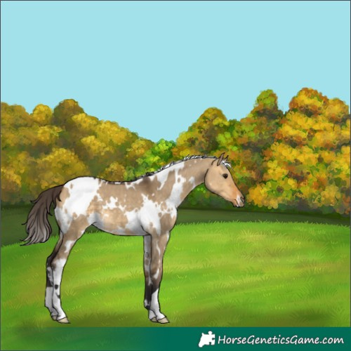Horse Color:White Spotted Buckskin Dun