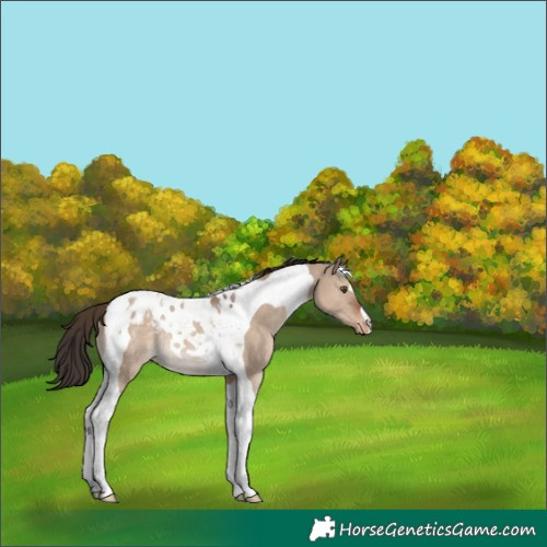 Horse Color:Liver Red Dun Tobiano Appaloosa Rabicano