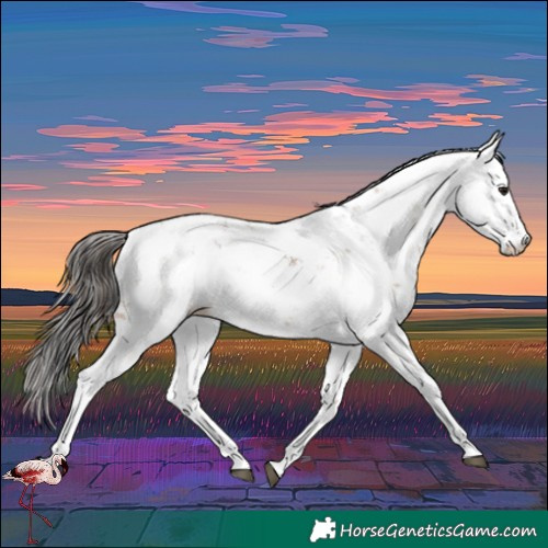 Horse Color:Bay Dun Sabino