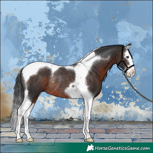 Horse Color:Brown Splash Tobiano Rabicano