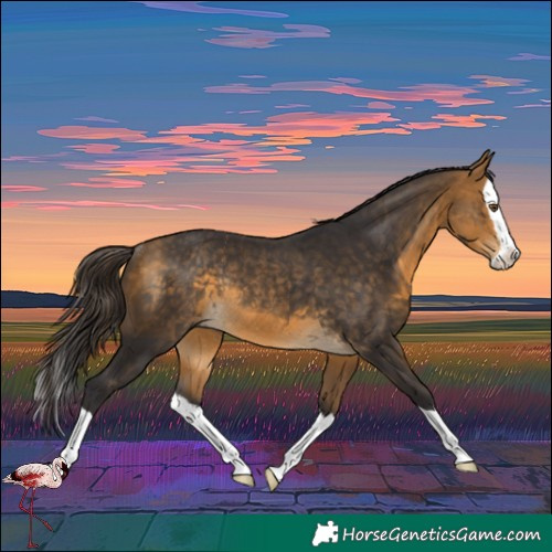 Horse Color:Buckskin Splash Rabicano 