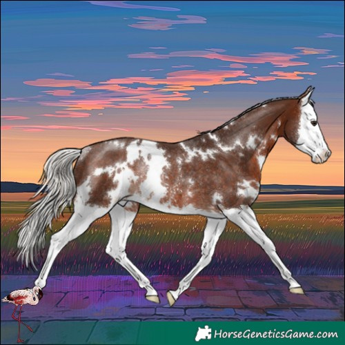 Horse Color:White Spotted Silver Brown Splash Rabicano