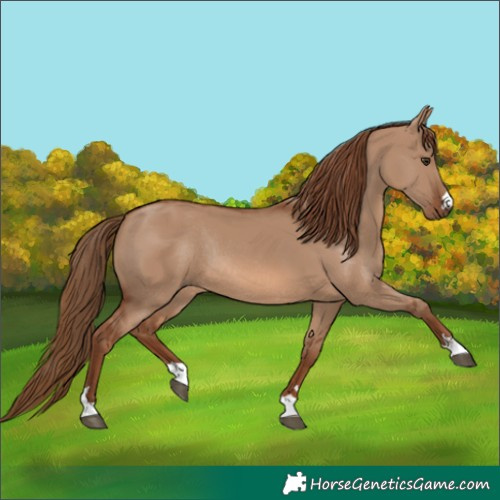 Horse Color:Red Dun Rabicano