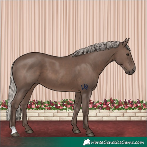 Horse Color:Silver Black