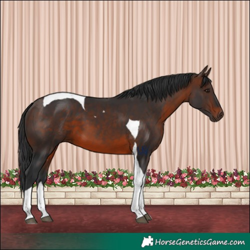 Horse Color:Brown Tobiano 