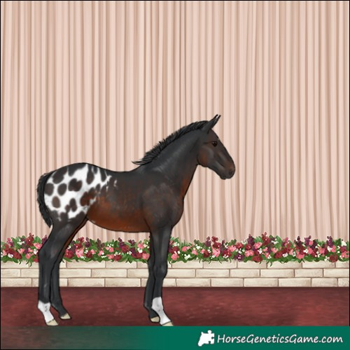 Horse Color:Brown Appaloosa