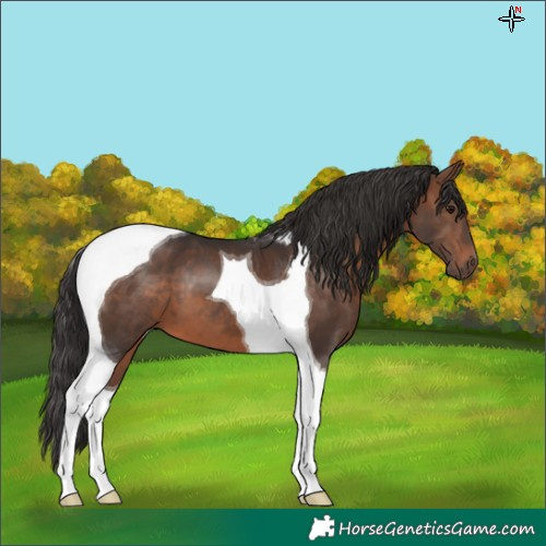 Horse Color:Brown Tobiano 
