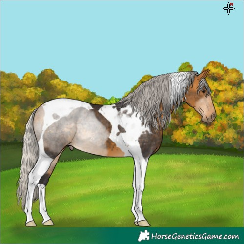 Horse Color:Silver Buckskin Tobiano