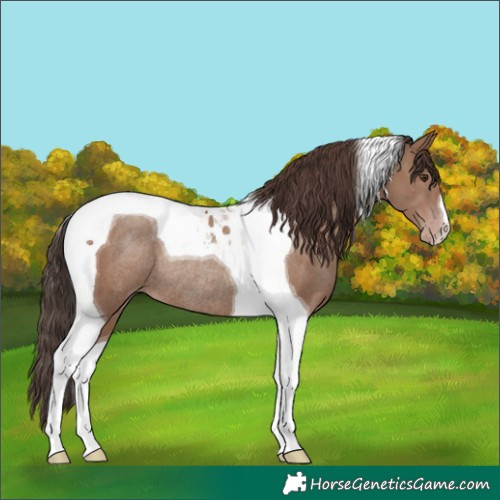 Horse Color:Classic Champagne Tobiano Rabicano