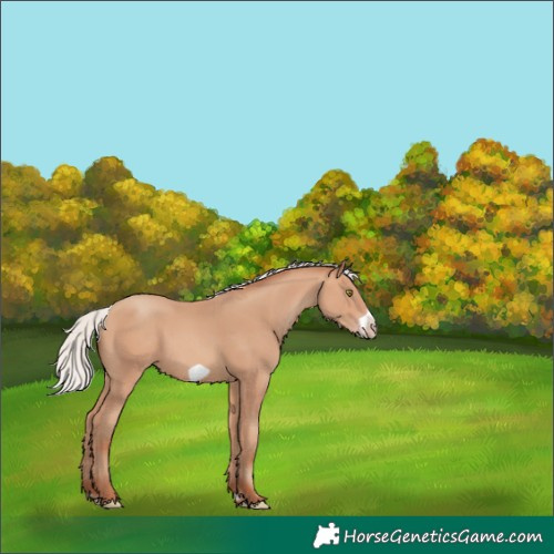Horse Color:Silver Amber Champagne Frame 