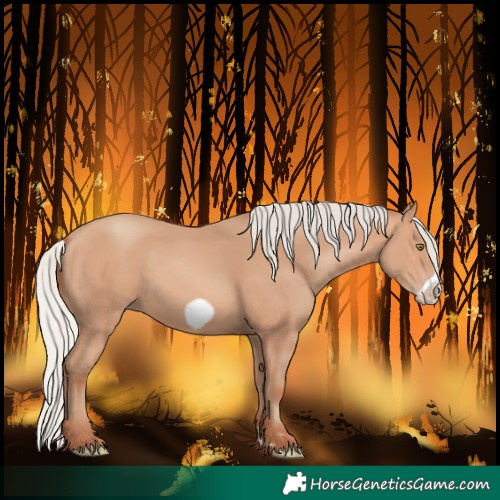 Horse Color:Silver Amber Champagne Frame