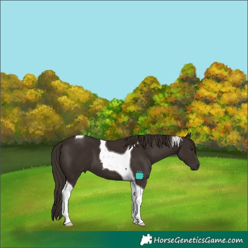 Horse Color:Liver Chestnut Tobiano