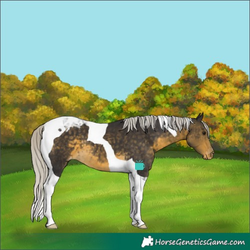 Horse Color:Silver Buckskin Tobiano Varnish