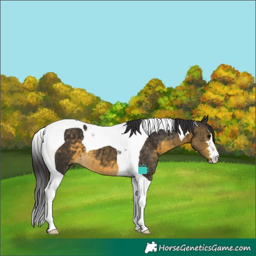 Horse Color:Buckskin Tobiano