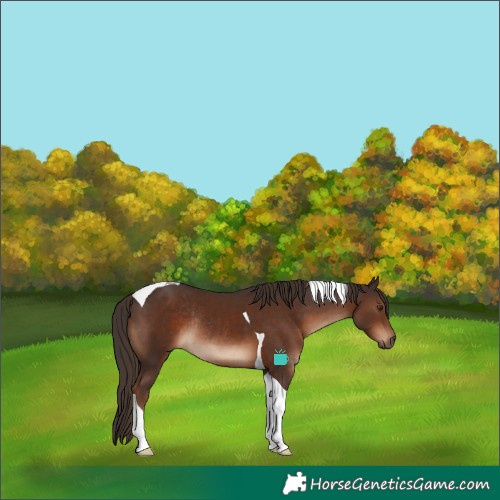 Horse Color:Liver Chestnut Tobiano Rabicano