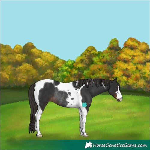 Horse Color:Liver Chestnut Tobiano Rabicano