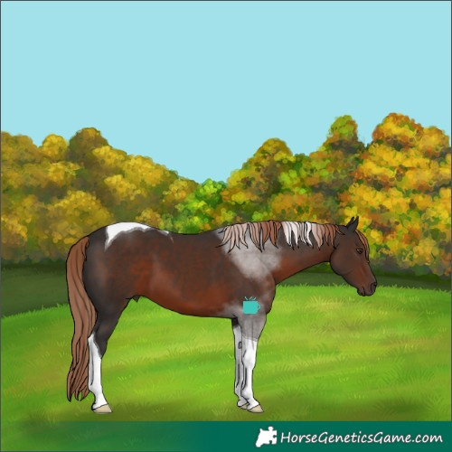 Horse Color:Liver Chestnut Tobiano