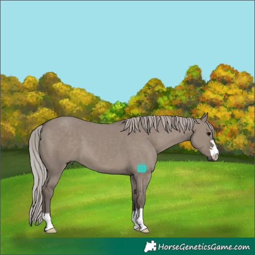 Horse Color:Silver Grullo 