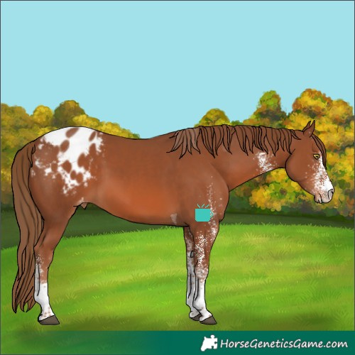 Horse Color:White Spotted Chestnut Tobiano Blanket Rabicano