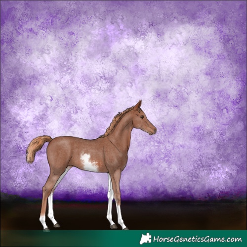 Horse Color:White Spotted Chestnut Sabino