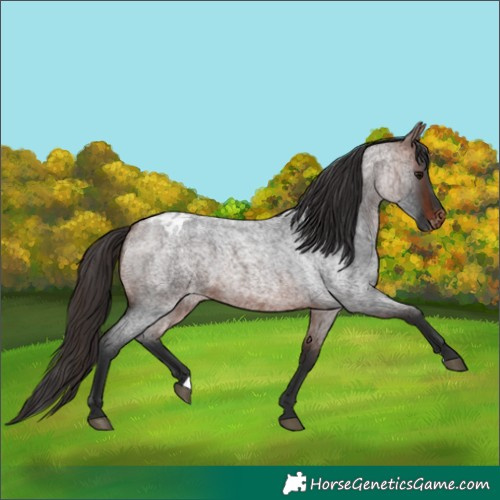 Horse Color:Bay Roan Blanket 