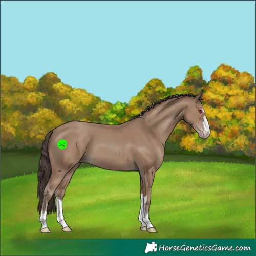 Horse Color:Classic Champagne