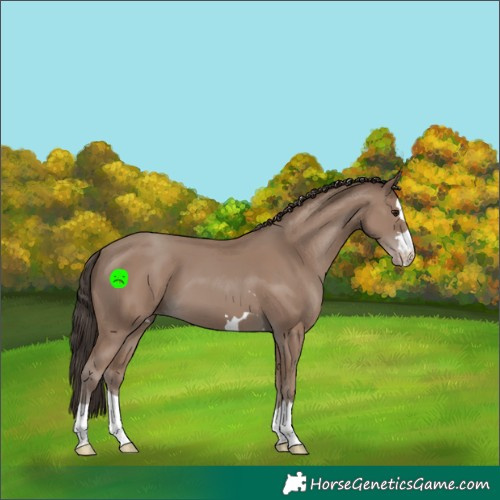 Horse Color:Classic Champagne 