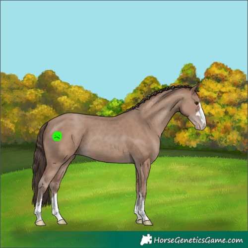 Horse Color:Classic Champagne