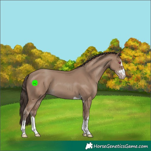 Horse Color:Classic Champagne