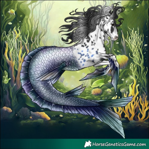 Horse Color:Black Near Leopard