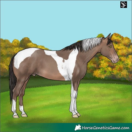 Horse Color:Sable Champagne Tobiano