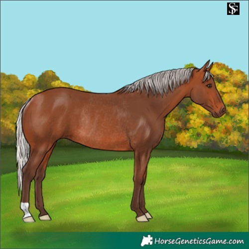 Horse Color:Silver Bay Rabicano