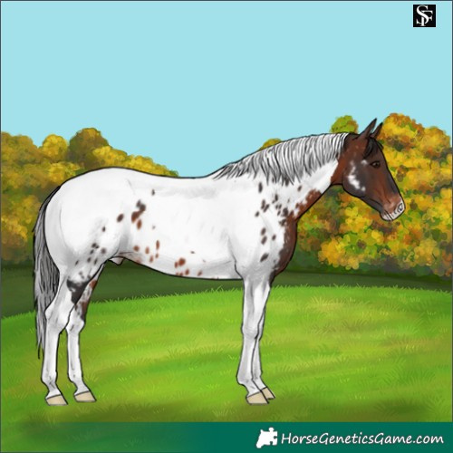 Horse Color:Brown Tobiano Near Leopard