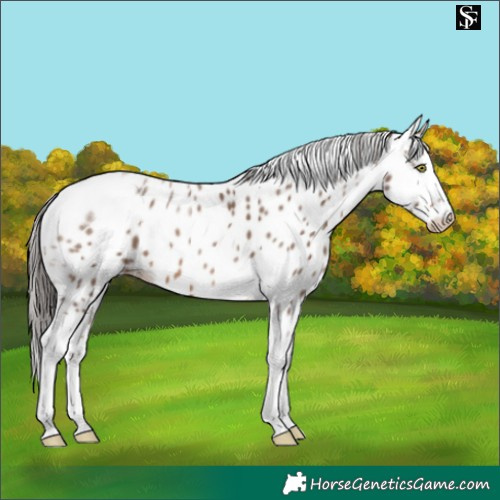 Horse Color:Sable Champagne Tobiano Leopard 