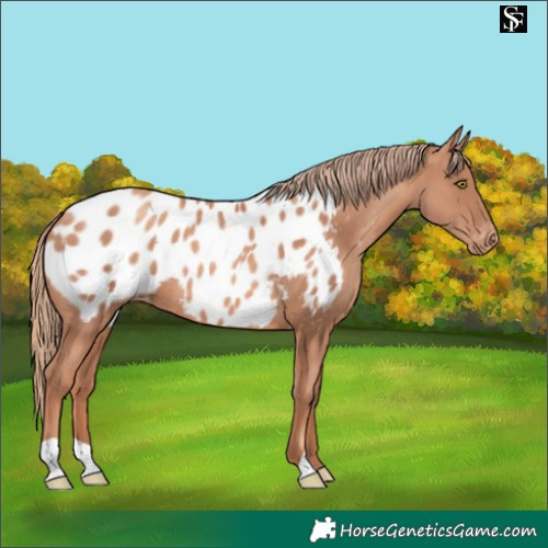 Horse Color:Gold Champagne Near Leopard 