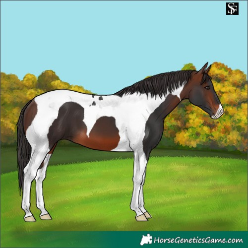 Horse Color:Brown Tobiano