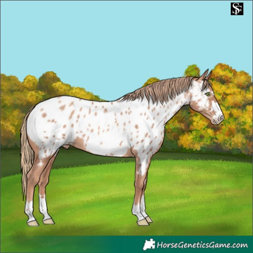 Horse Color:Gold Champagne Near Leopard