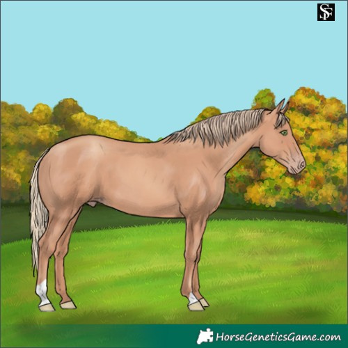 Horse Color:Gold Champagne 