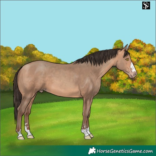 Horse Color:Amber Champagne